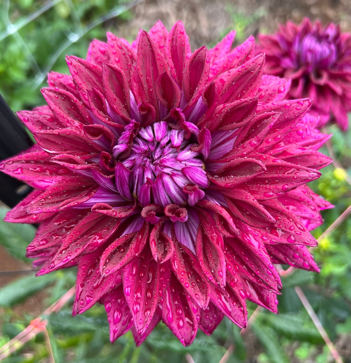 AC Zed - Dahlia Tuber