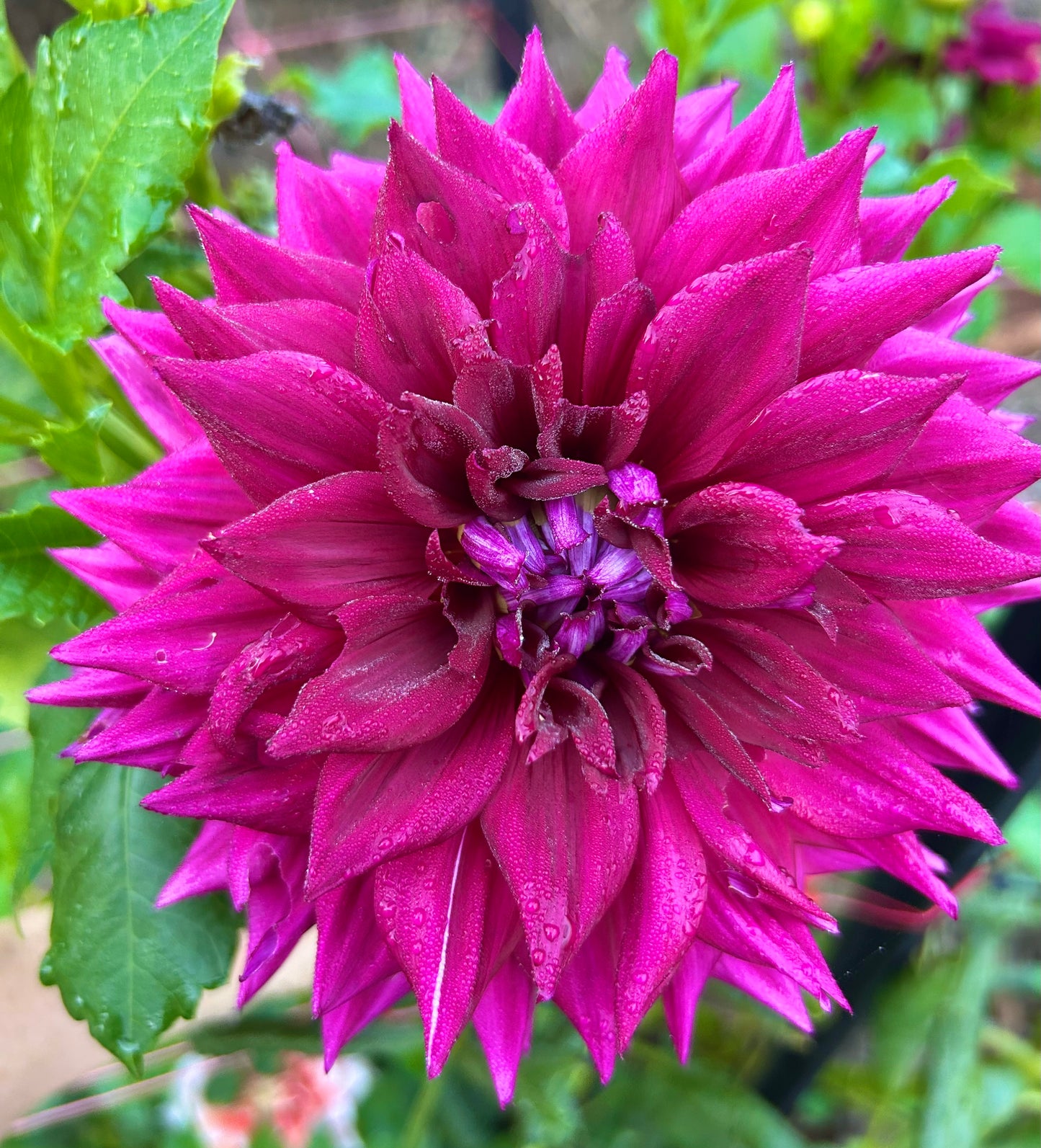 AC Zed - Dahlia Tuber
