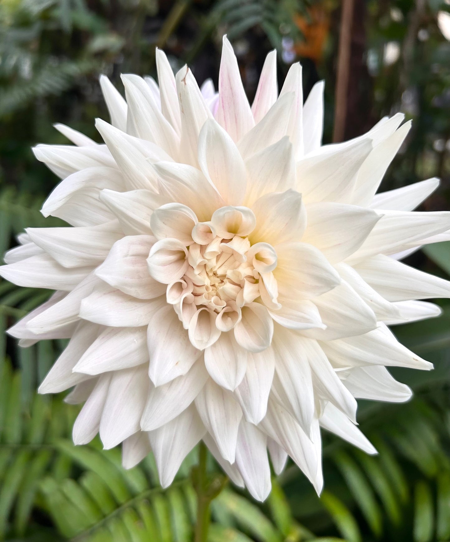 AK Baby Girl - Dahlia Tuber