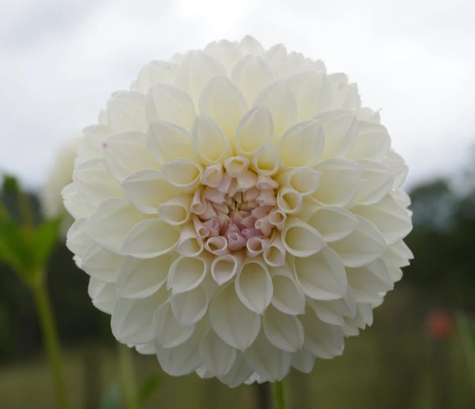 Bilpin Rosie Girl - Dahlia Tuber