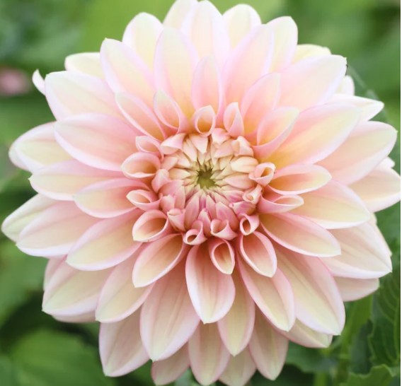 Blooms Mummy Pig - Dahlia Tuber (Available 2026)