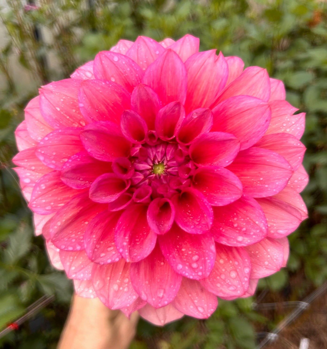 Bonito - Dahlia Tuber