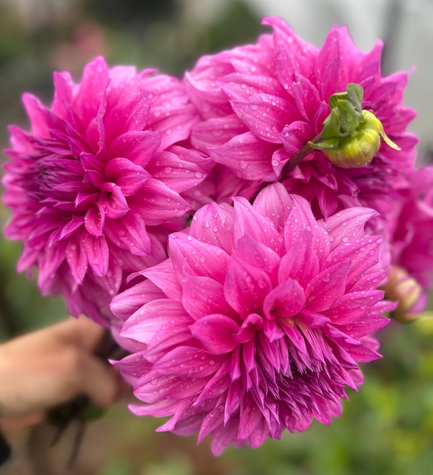 Candy (Mrs A Woods, Fairy Floss) - Dahlia Tuber