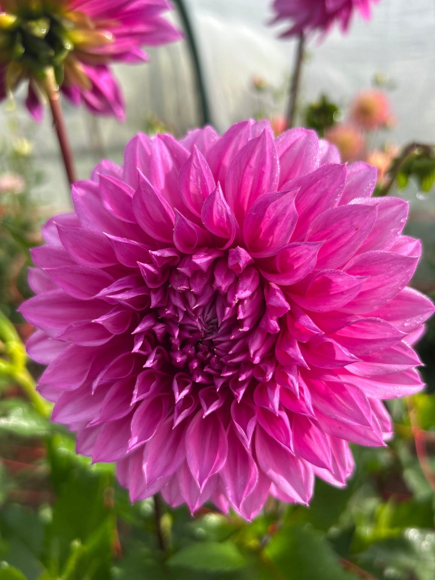 Candy (Mrs A Woods, Fairy Floss) - Dahlia Tuber