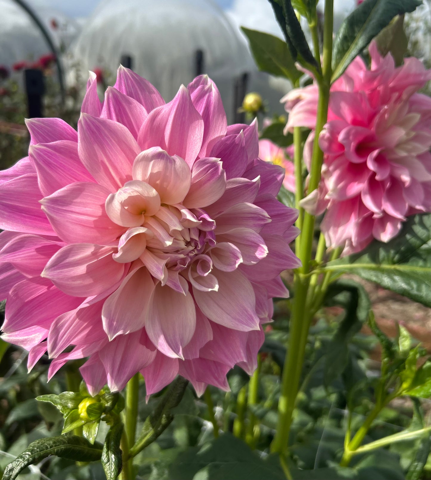 Cerise Rosebud - Dahlia Tuber