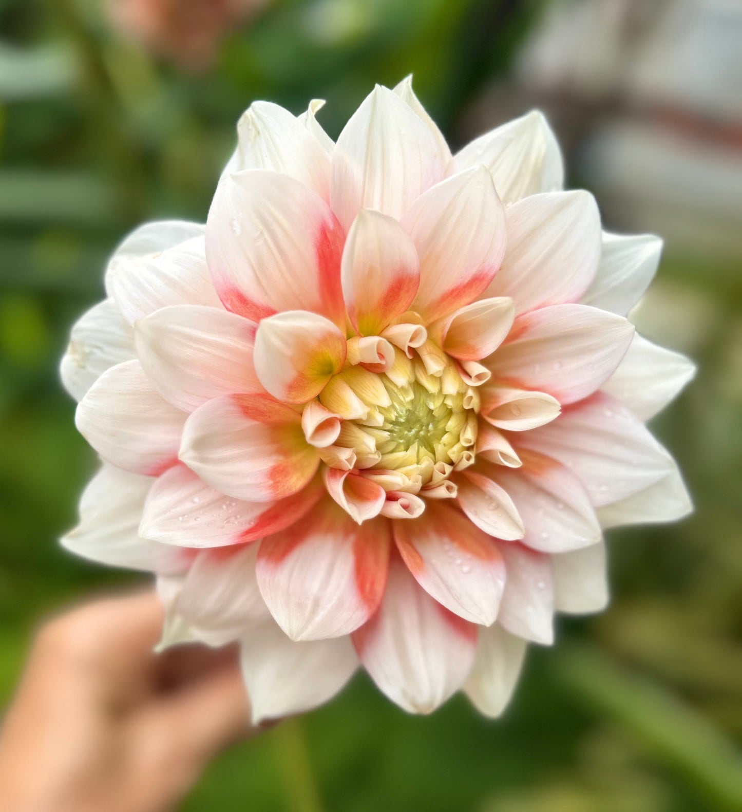 Corn Flake - Dahlia Tuber