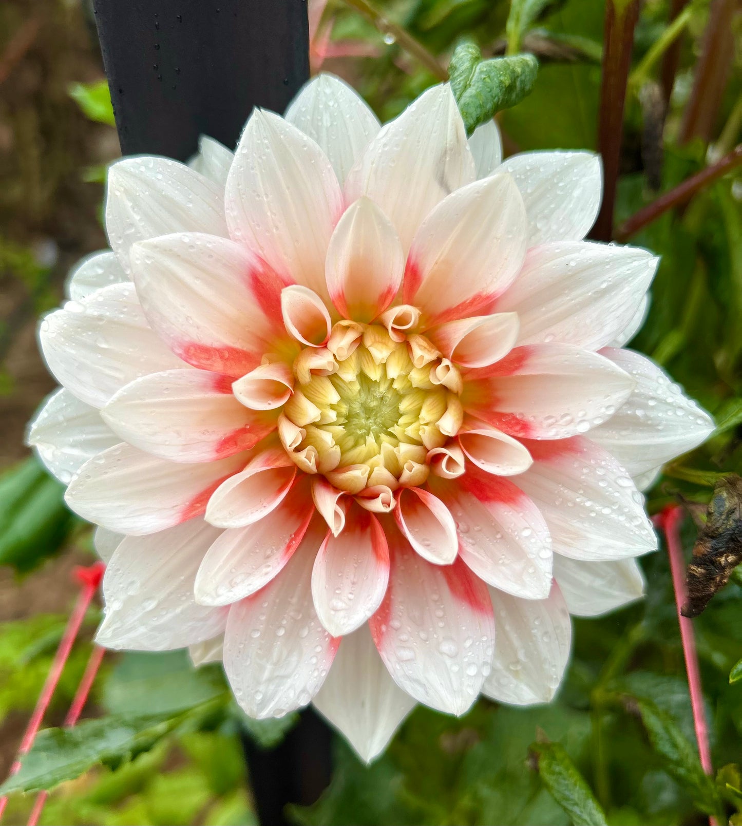 Corn Flake - Dahlia Tuber