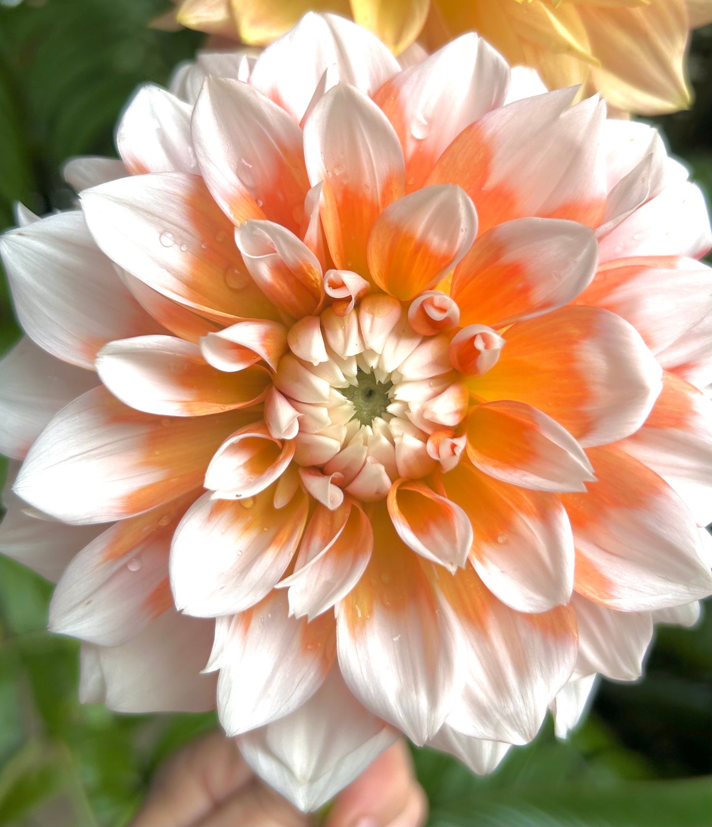 Corn Flake - Dahlia Tuber