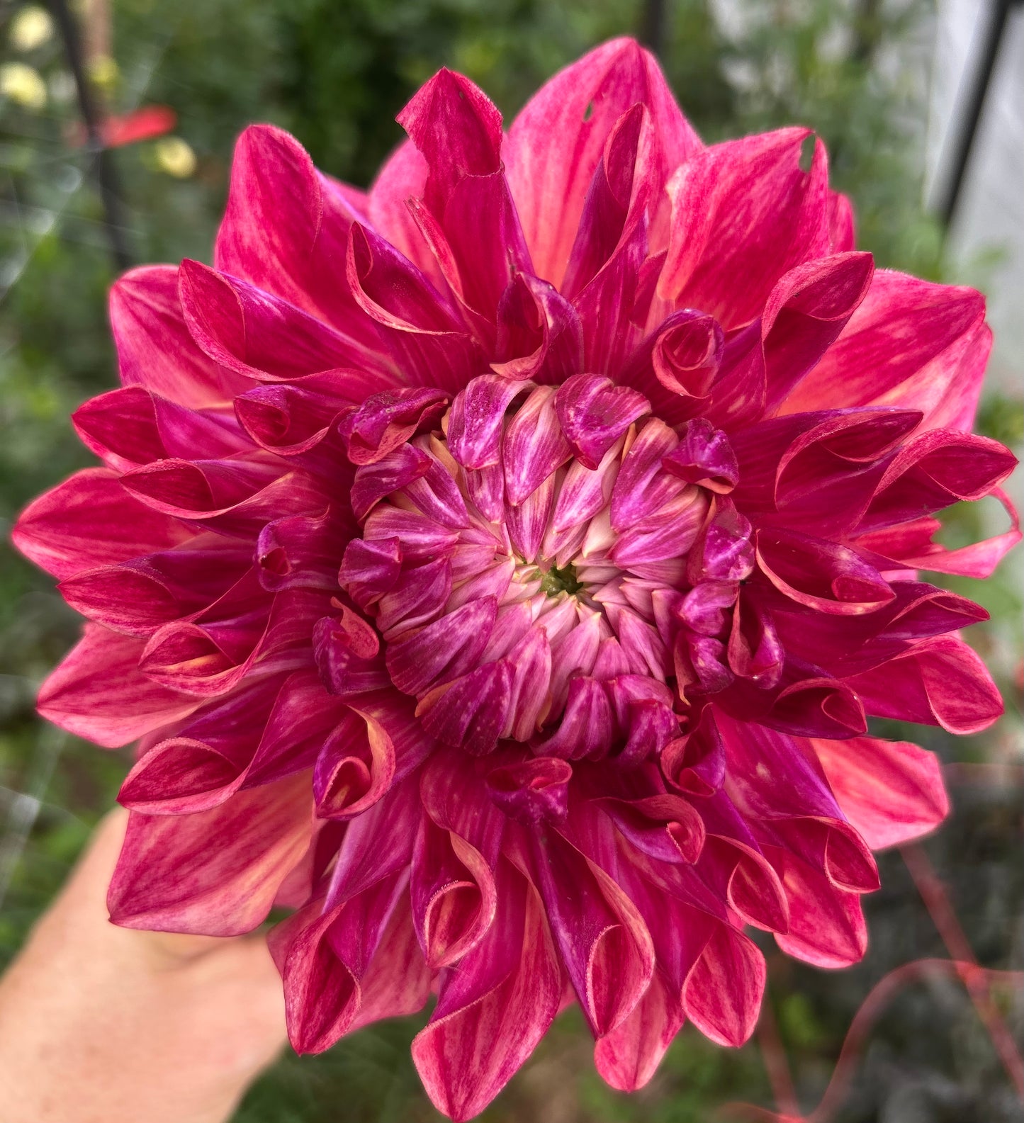Cyma Warrior - Dahlia Tuber (Not Available in 2025)