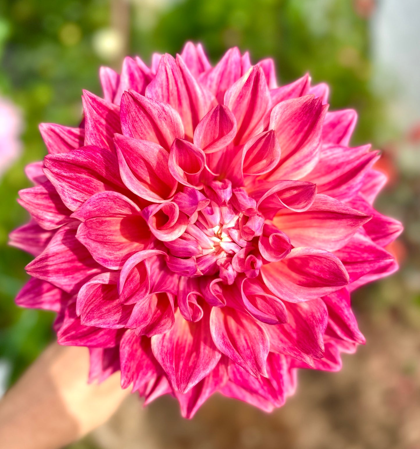 Cyma Warrior - Dahlia Tuber (Not Available in 2025)