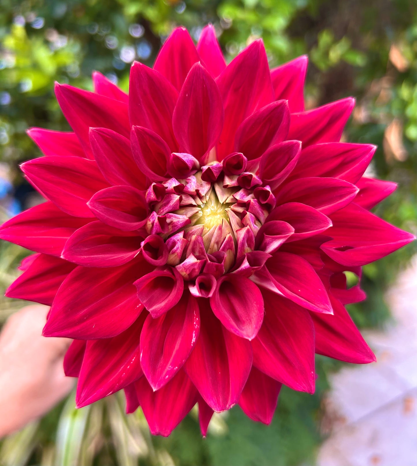 Devon Radiance - Dahlia Tuber