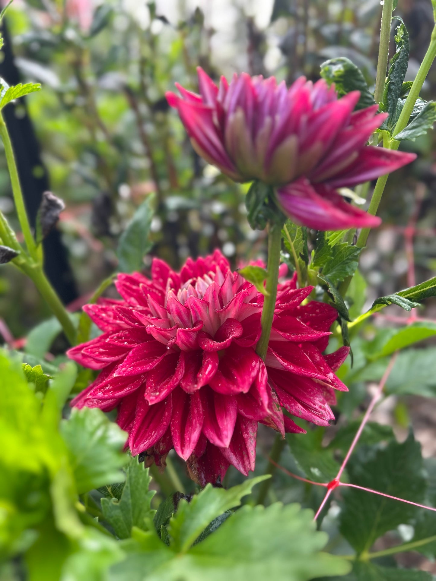 Devon Radiance - Dahlia Tuber