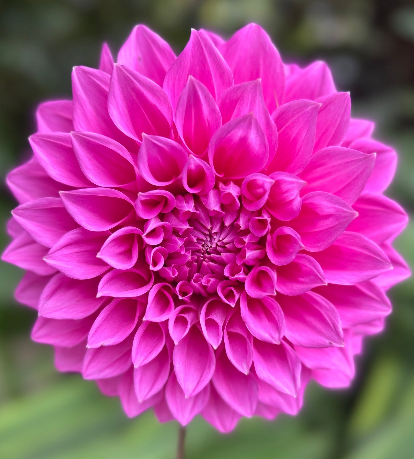 Elma Elisabeth - Dahlia Tuber