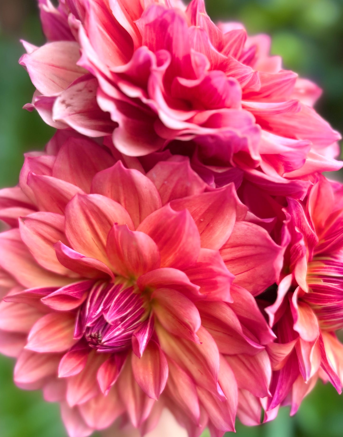 Everbloom Chakra - Dahlia Tuber