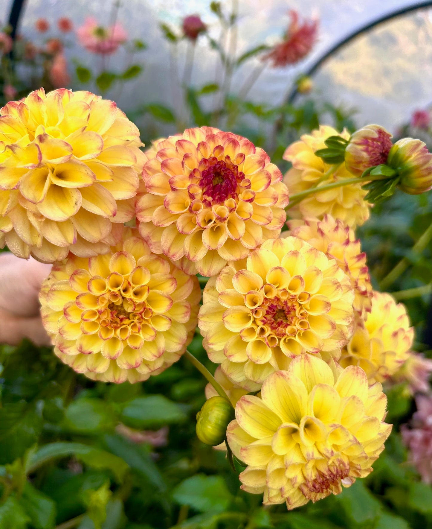 Everbloom Siesta - Dahlia Tuber