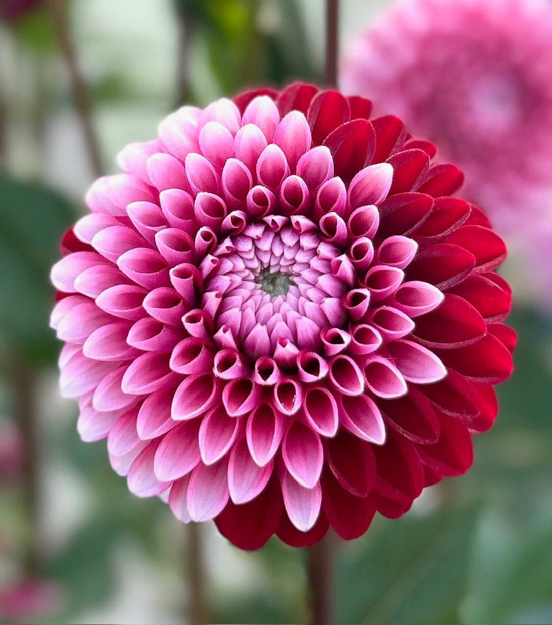 Florelie Cosmic Romance - Dahlia Tuber