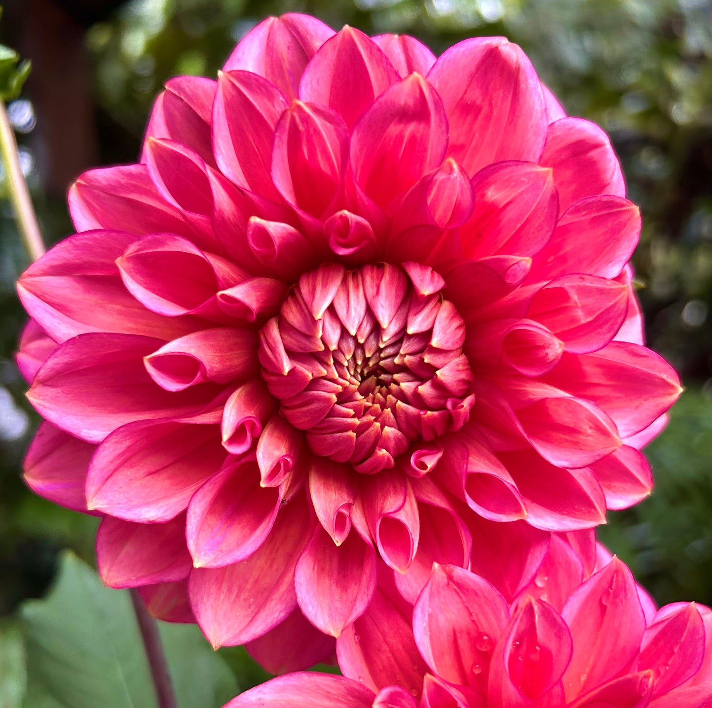 Florelie Guava - Dahlia Tuber