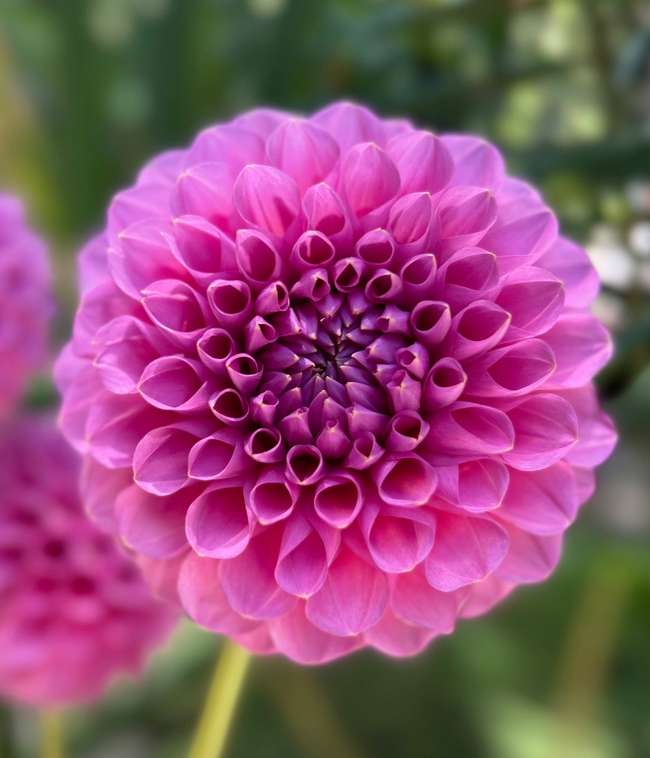 Florelie Lizzie Lou - Dahlia Tuber