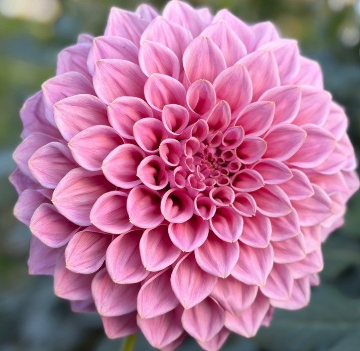 Formby Duke Dahlia Tuber