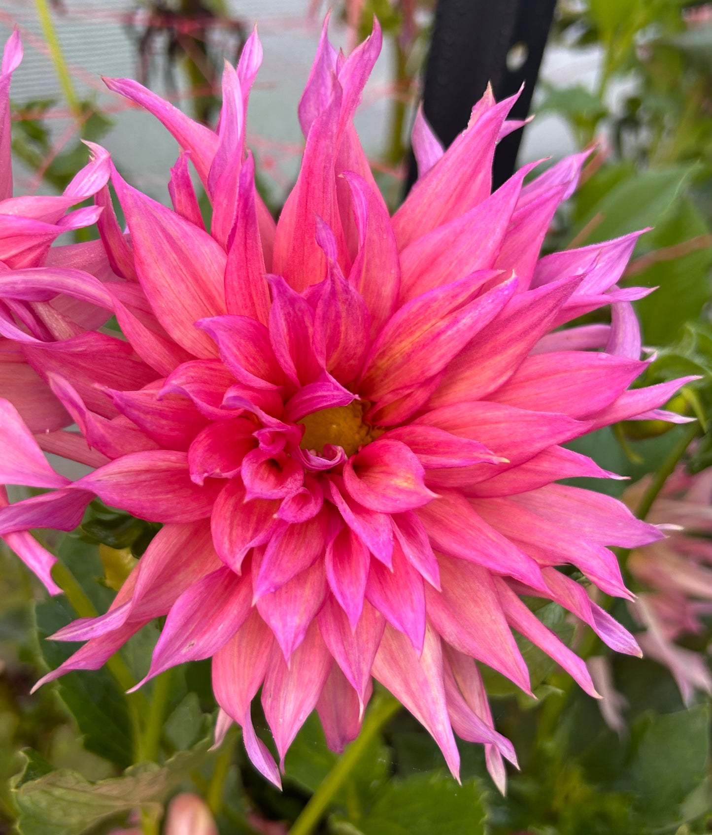 French Watermelon - Dahlia Tuber