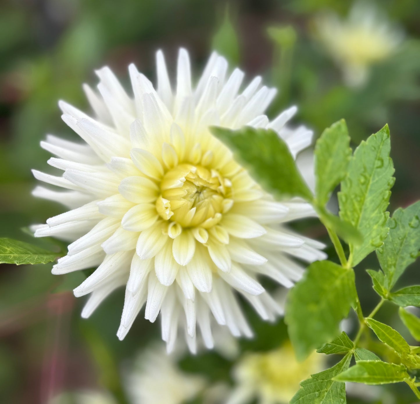 Gleam - Dahlia Tuber