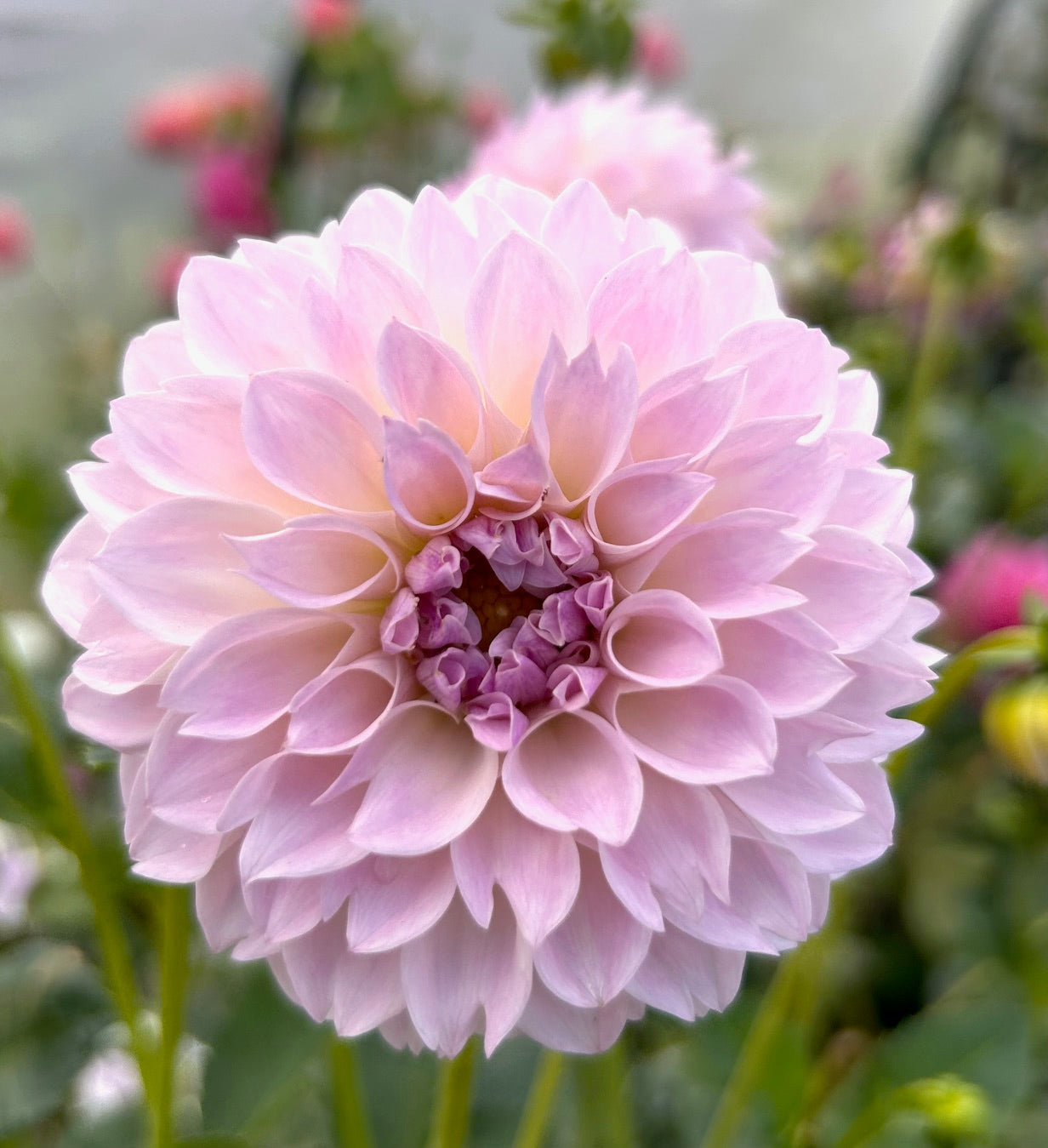 Glenmarc Devine - Dahlia Tuber