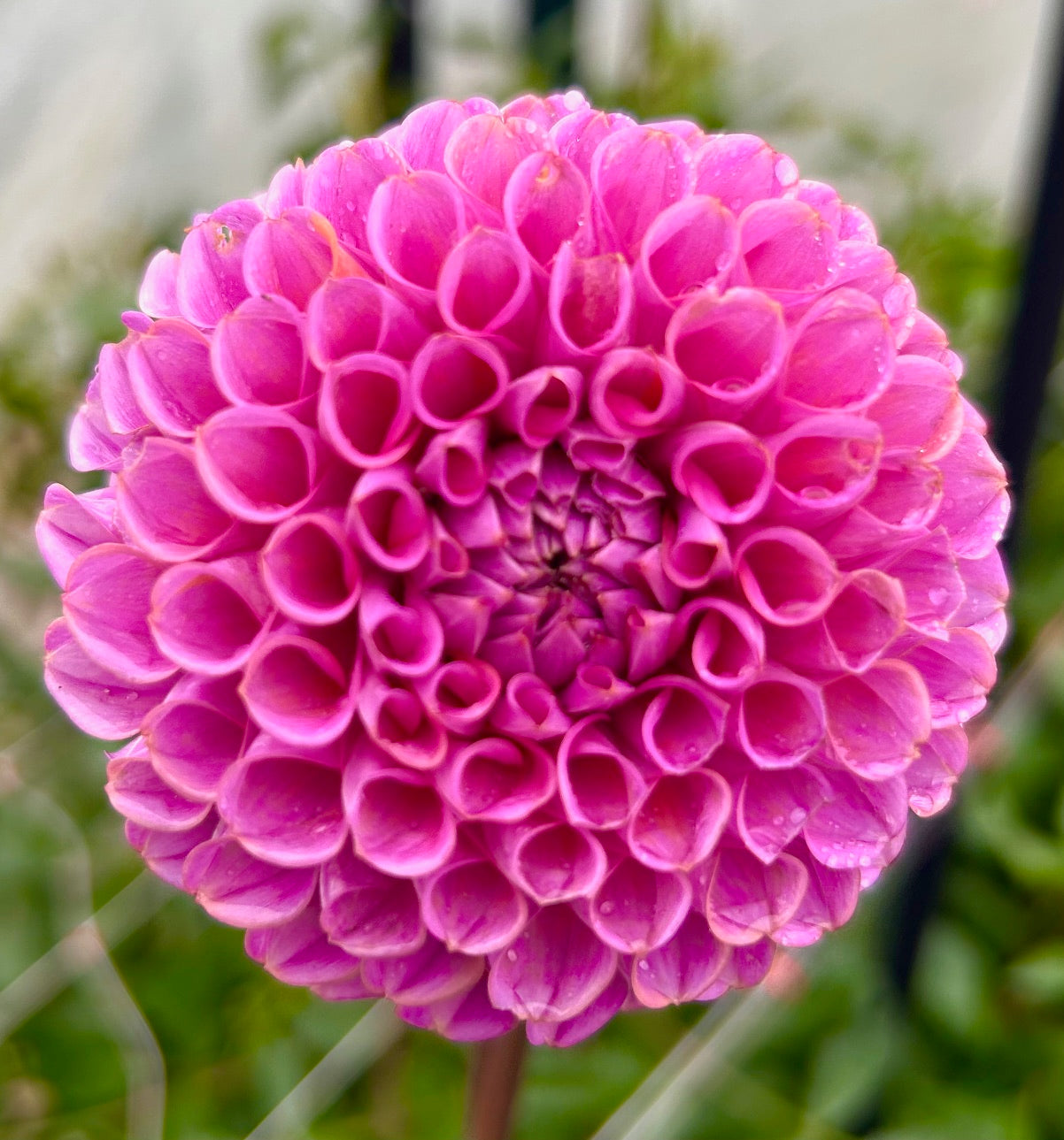 Isabell - Dahlia Tuber