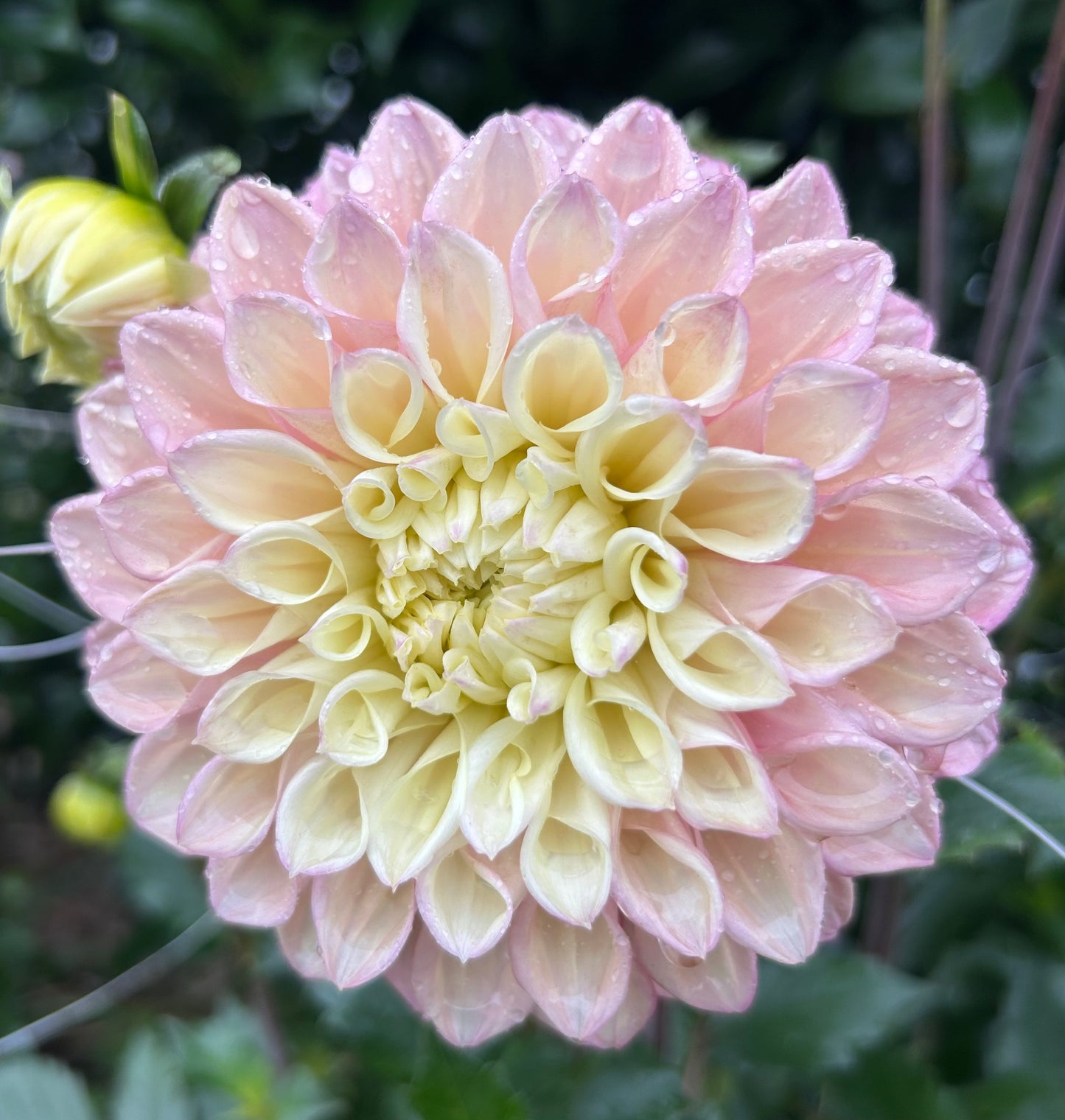 Sugartown Sunrise (Jodie Lynn) - Dahlia Tuber