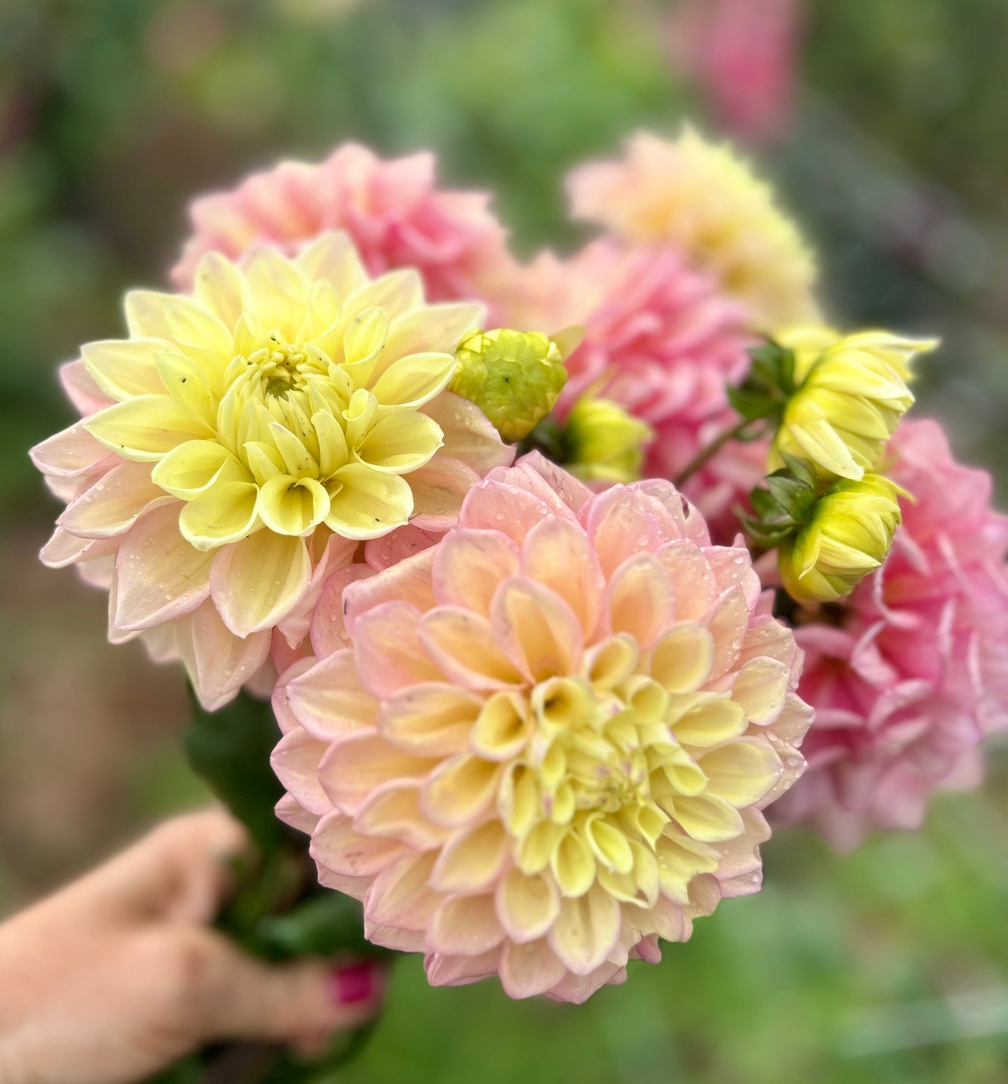 Sugartown Sunrise (Jodie Lynn) - Dahlia Tuber
