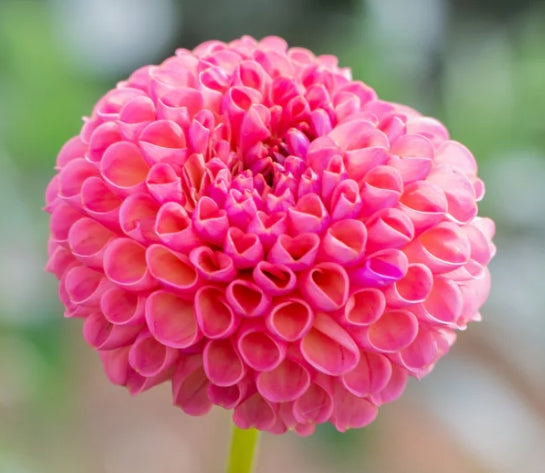 Little Peaches - Dahlia Tuber