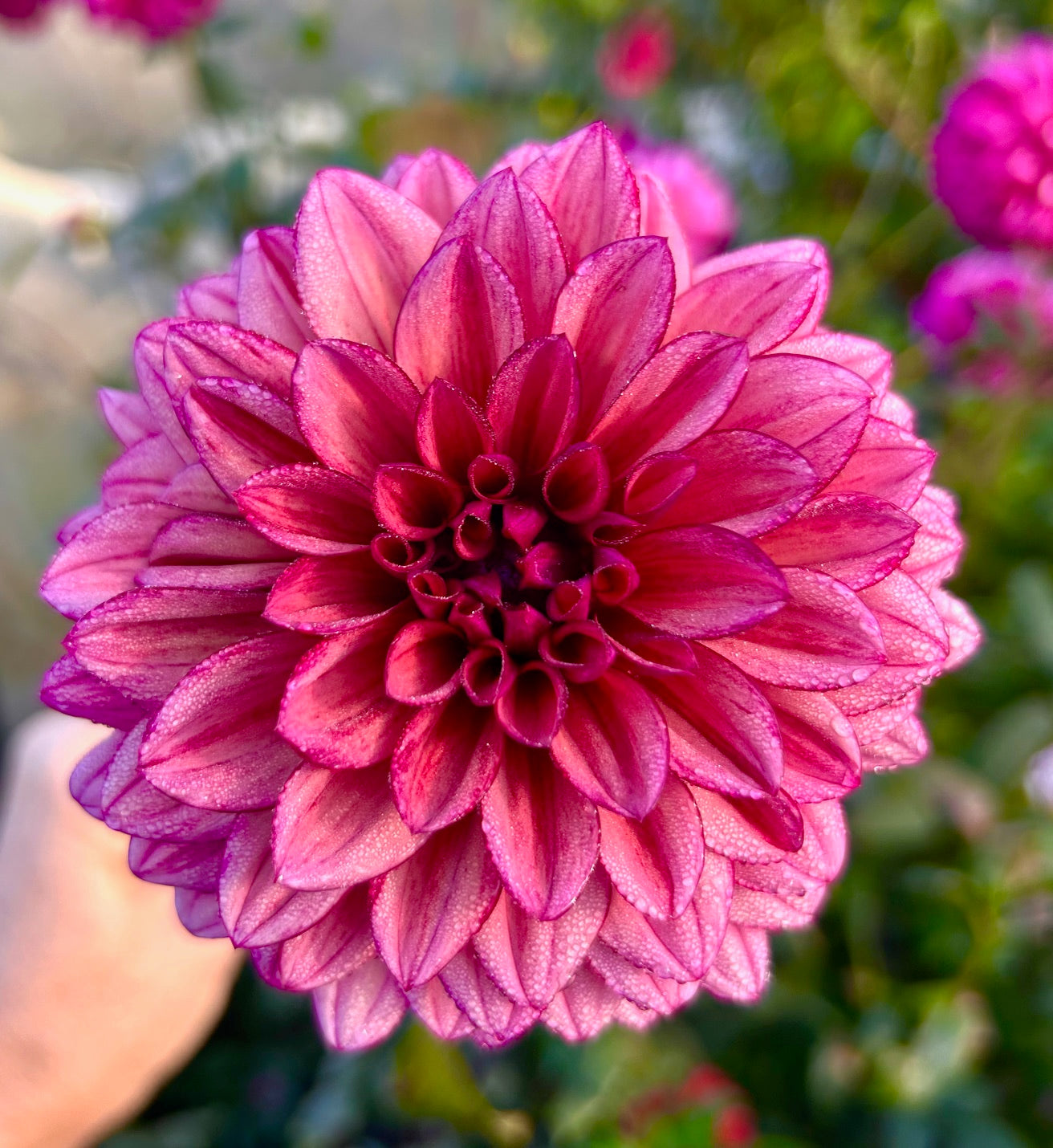 Molly Raven - Dahlia Tuber