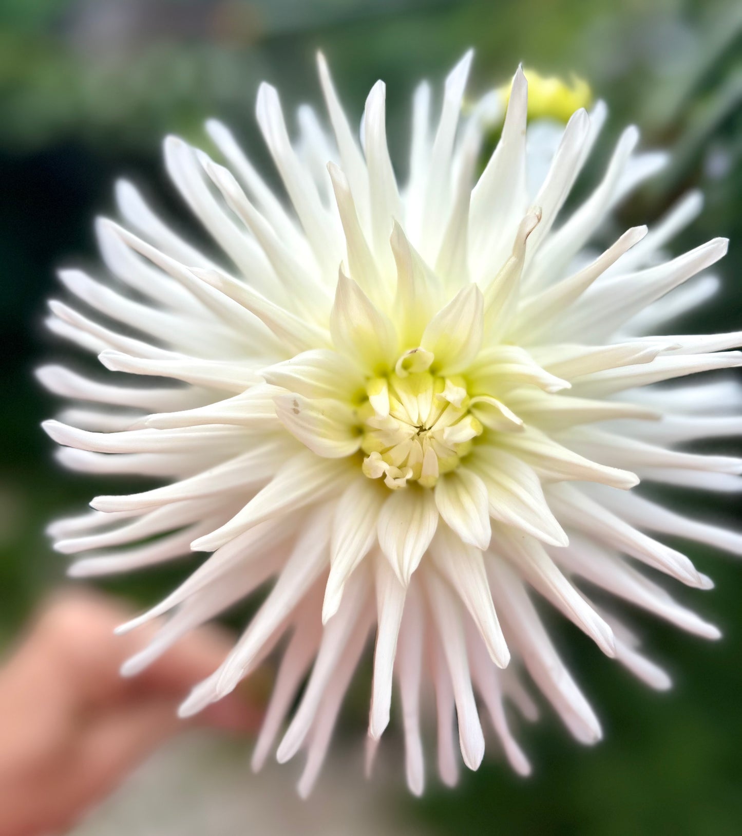 Delbard Monte Blanc - Dahlia Tuber