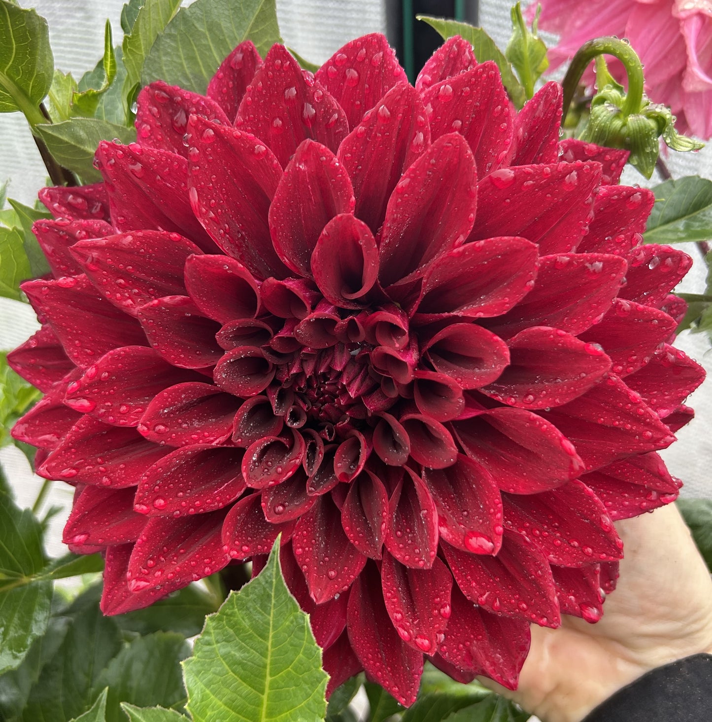 Red Tiger - Dahlia Tuber