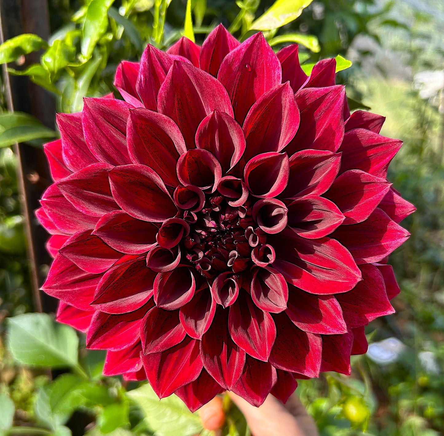 Red Tiger - Dahlia Tuber