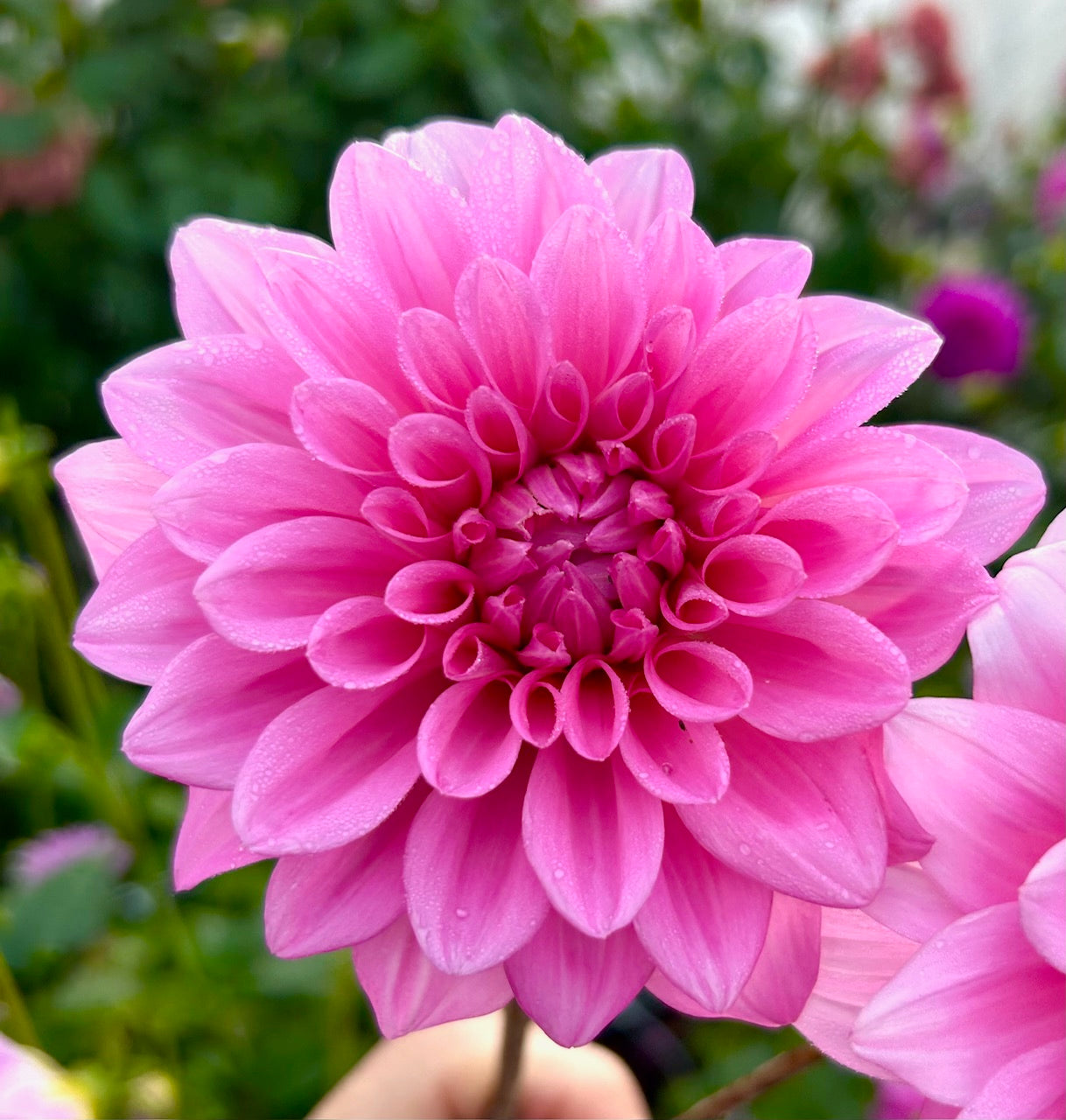 Pink Quartz - Dahlia Tuber