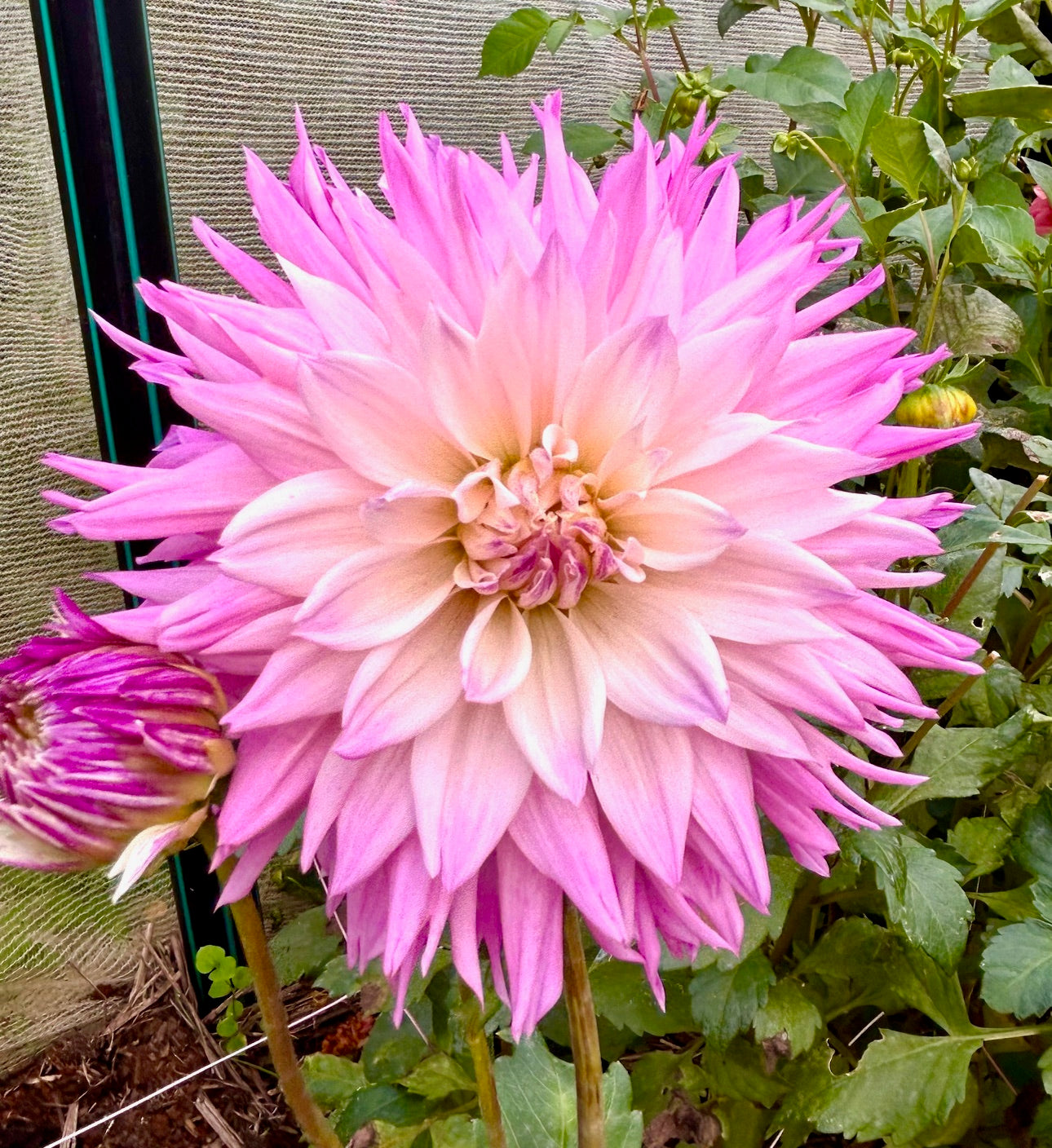 Purple Labyrinth - Dahlia Tuber