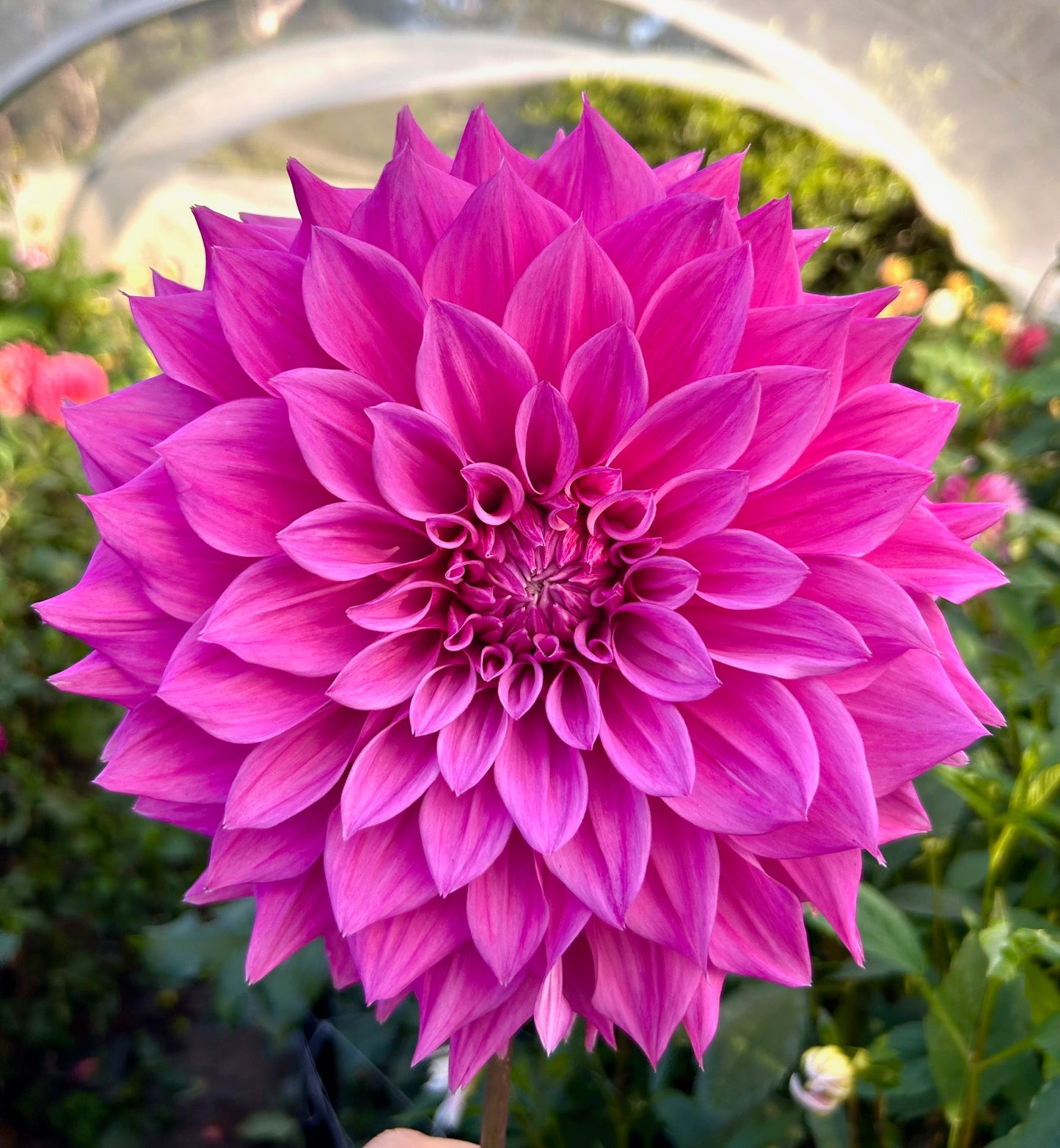 Samoan Prince - Dahlia Tuber
