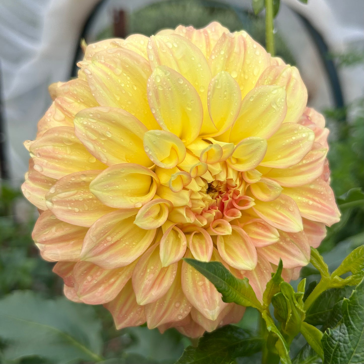 Bracken Sarah (aka Sand Dune) - Dahlia Tuber