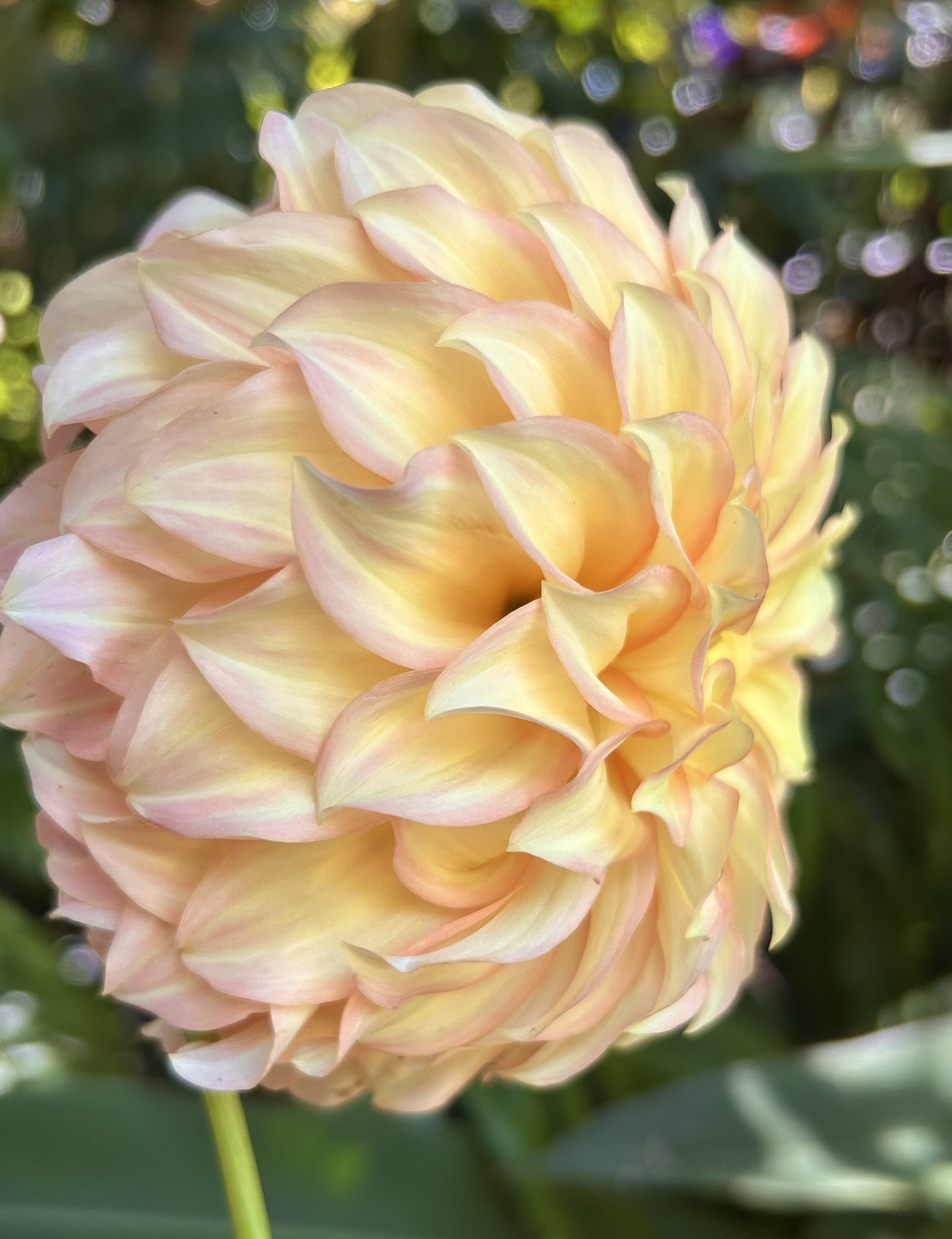 Bracken Sarah (aka Sand Dune) - Dahlia Tuber