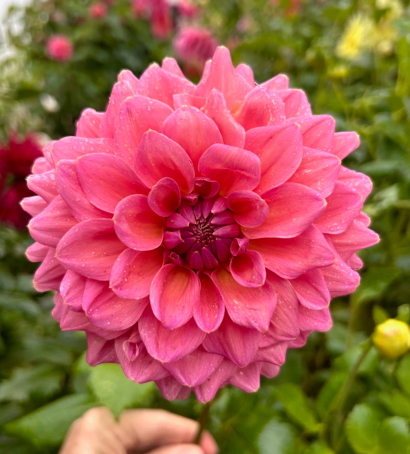 Smokey Downs - Dahlia Tuber