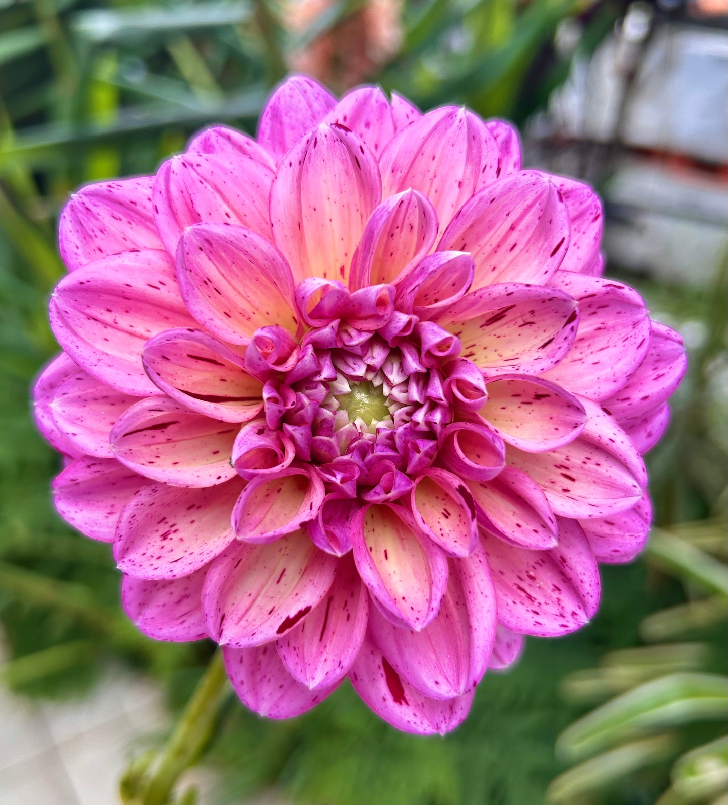 Sultan - Dahlia Tuber