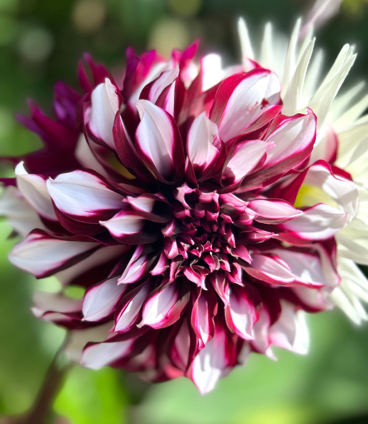 Tartan - Dahlia Tuber