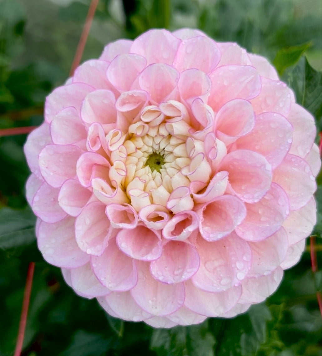 Vintage Wine - Dahlia Tuber
