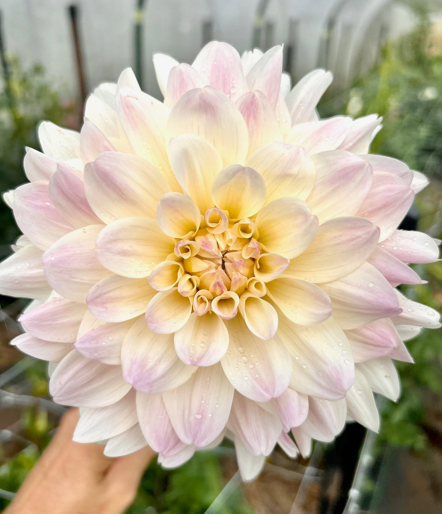 Willow Selina - Dahlia Tuber