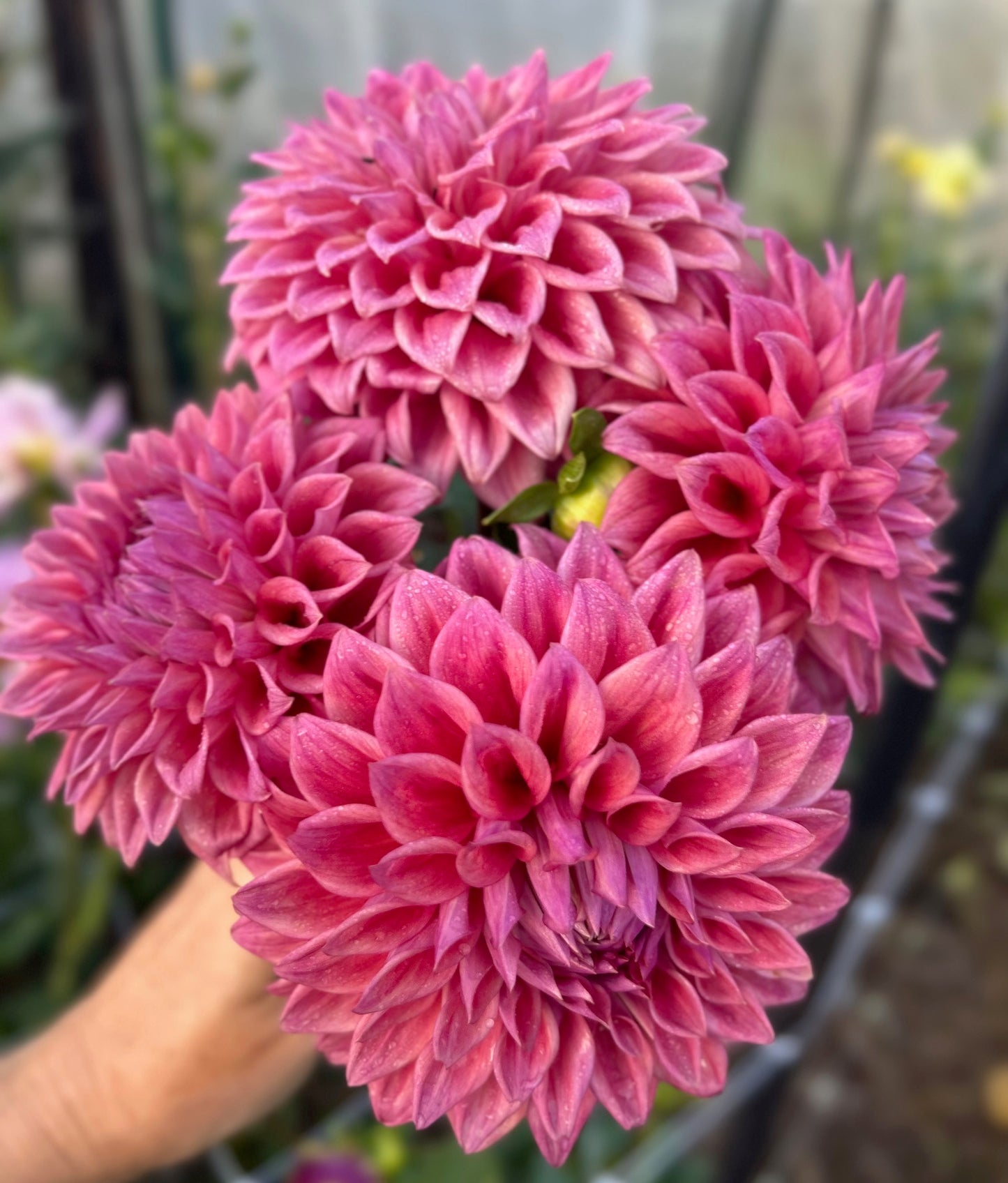 Winkie Cinnamon - Dahlia Tuber