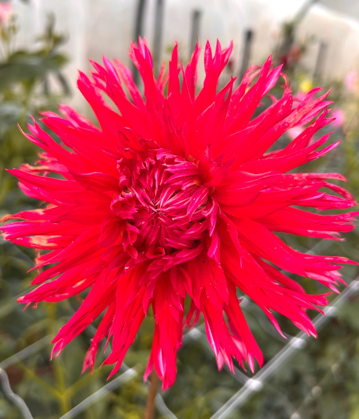 Winkie Volcano - Dahlia Tuber
