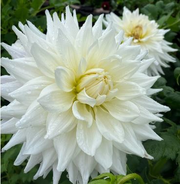 Earl - Dahlia Tuber (Available 2026)