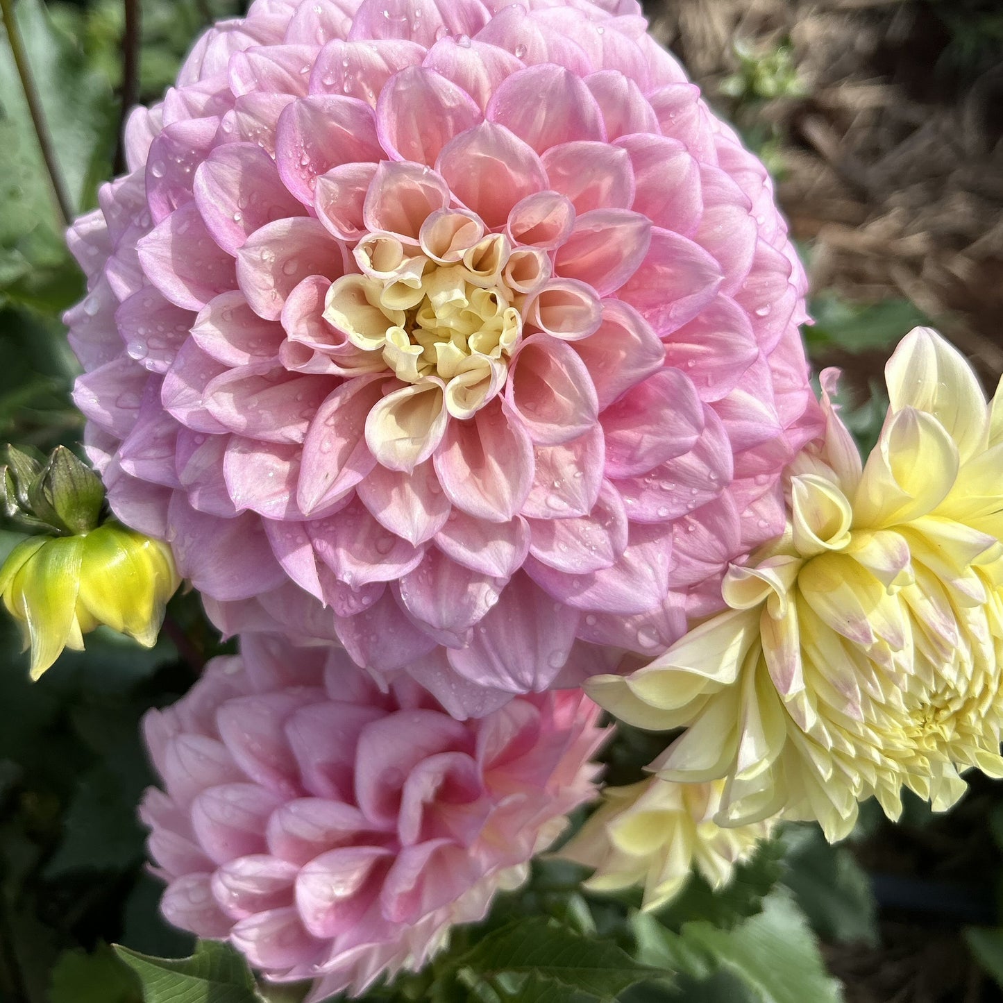 Sugartown Sunrise (Jodie Lynn) - Dahlia Tuber