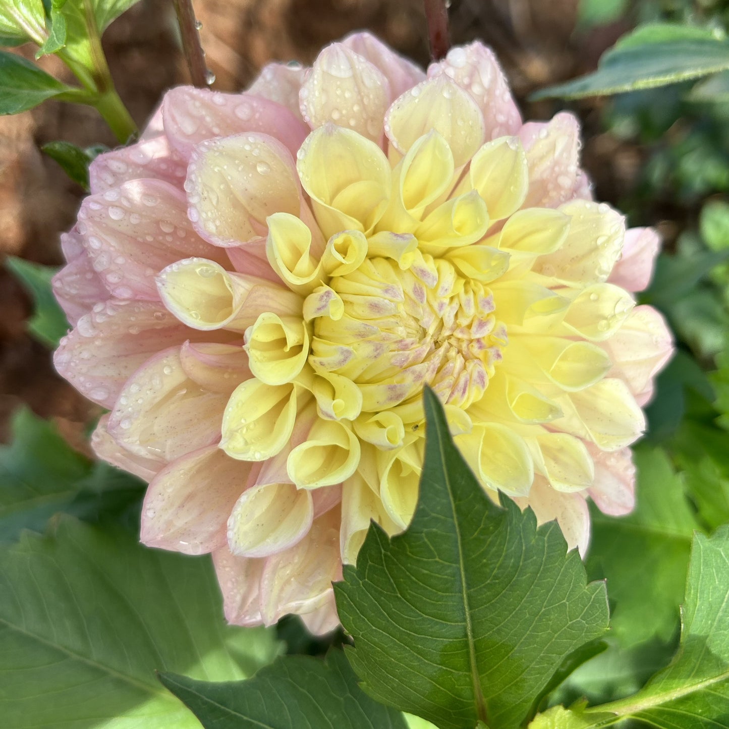 Sugartown Sunrise (Jodie Lynn) - Dahlia Tuber