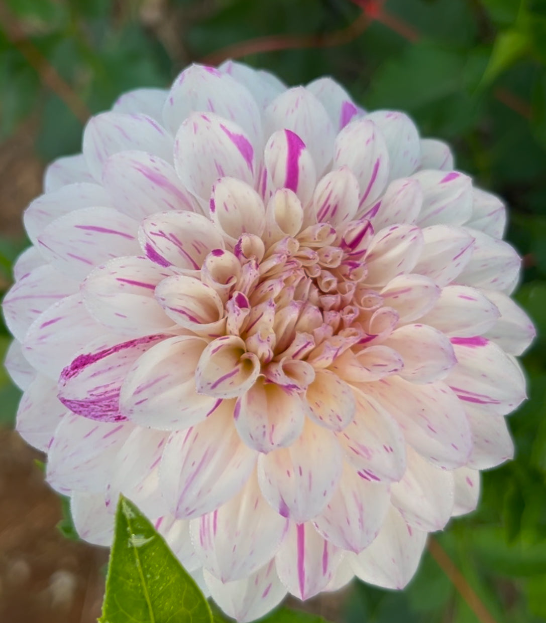 Wine Dot - Dahlia Tuber